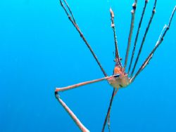 Taken with a canon power shot in the USVI. by Cory Carroll 